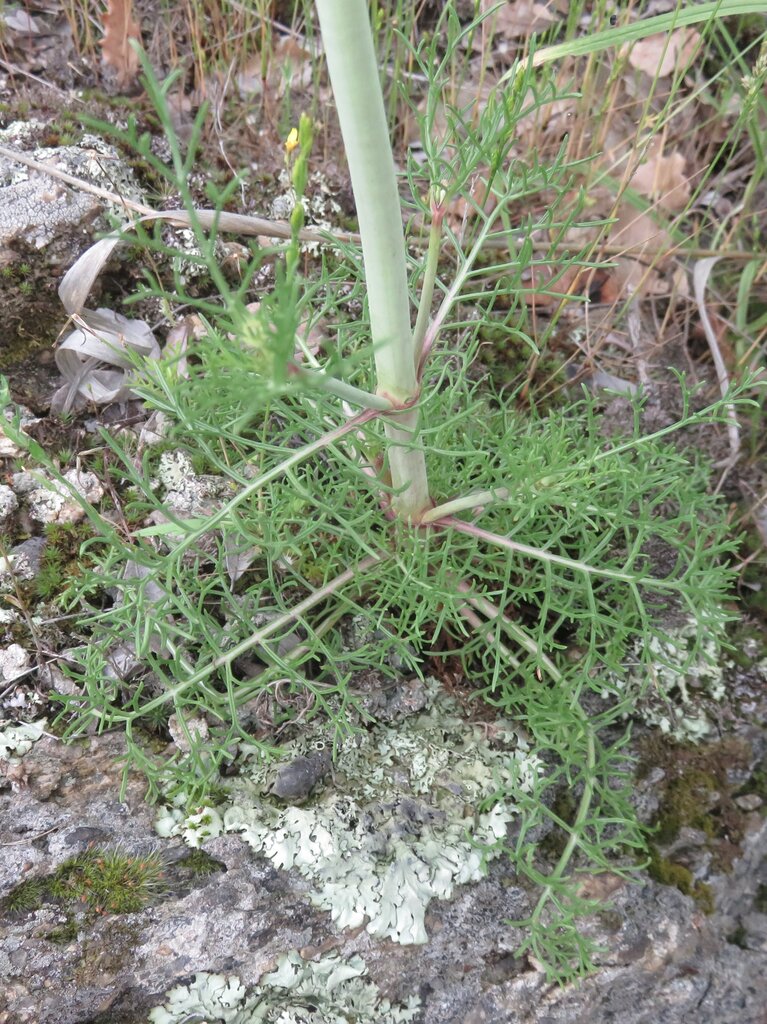 Image of Scabiosa triniifolia specimen.