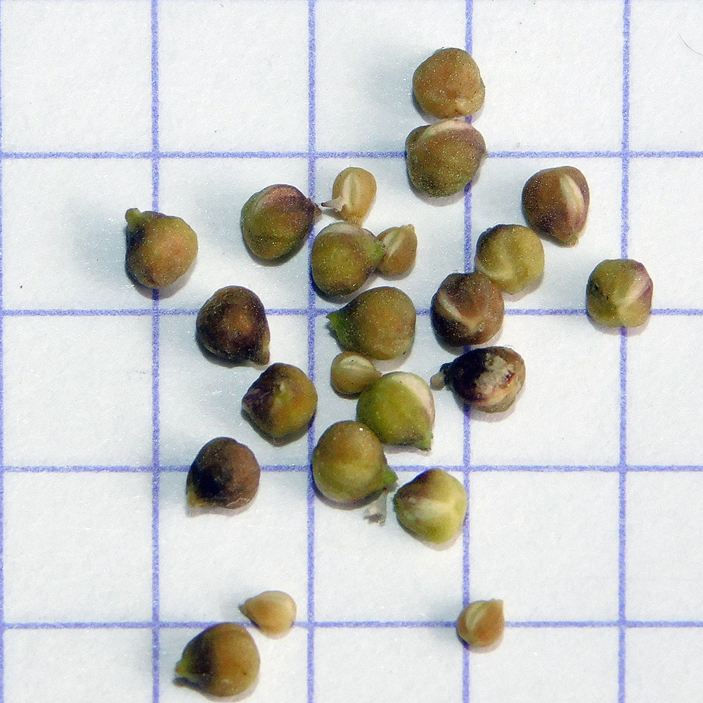 Image of Valerianella pumila specimen.