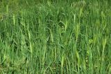Hordeum leporinum