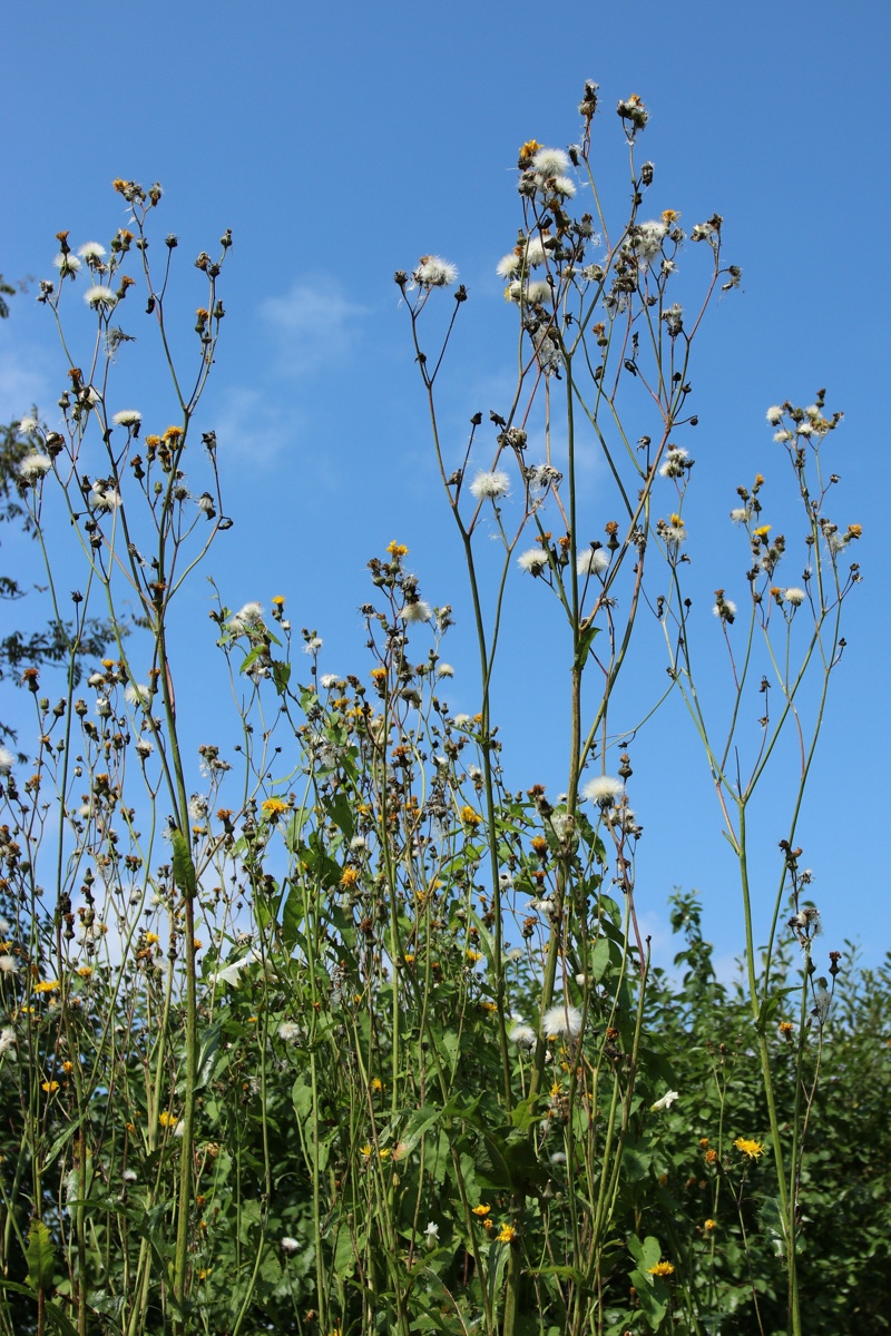 Image of Sonchus arvensis specimen.