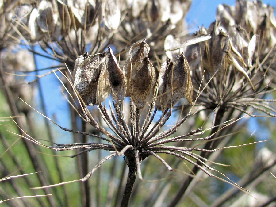 Image of Heracleum sosnowskyi specimen.