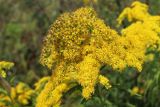 Solidago canadensis. Цветущие и отцветающие (слева) элементарные соцветия-корзинки. Беларусь, Витебская обл., окр. пос. Езерище, суходольный луг. 27.08.2024.