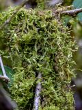 View full-size image Neckera crispa