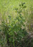 View full-size image Quercus robur