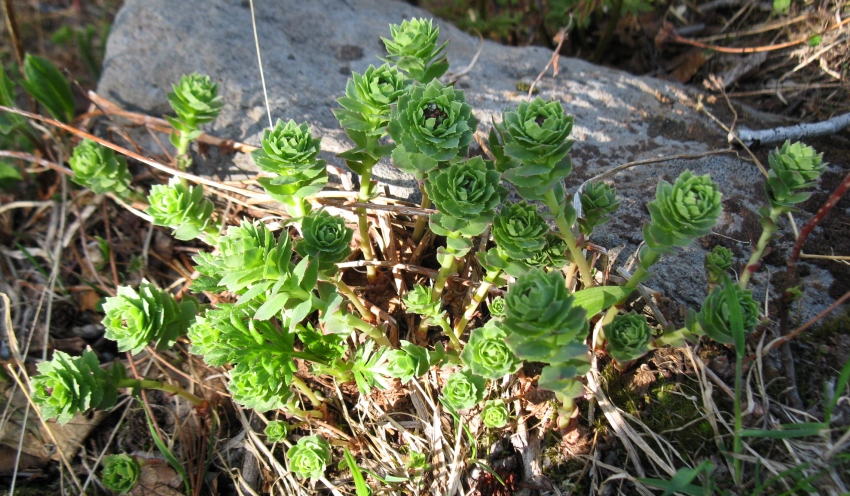 Image of Rhodiola integrifolia specimen.