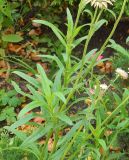 View full-size image Xerochrysum bracteatum