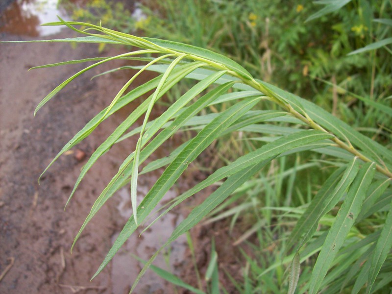 Image of Salix viminalis specimen.