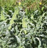 View full-size image Carduus thoermeri