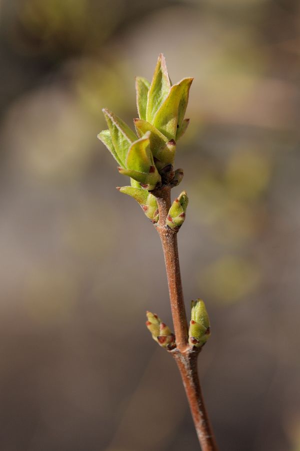 Image of Acer ginnala specimen.