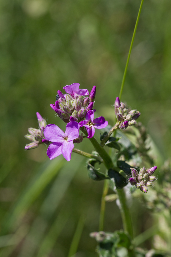 Image of Hesperis matronalis specimen.