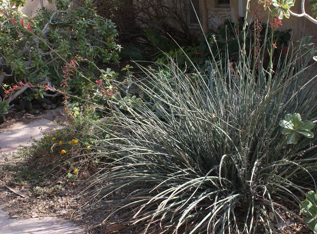 Image of Hesperaloe parviflora specimen.