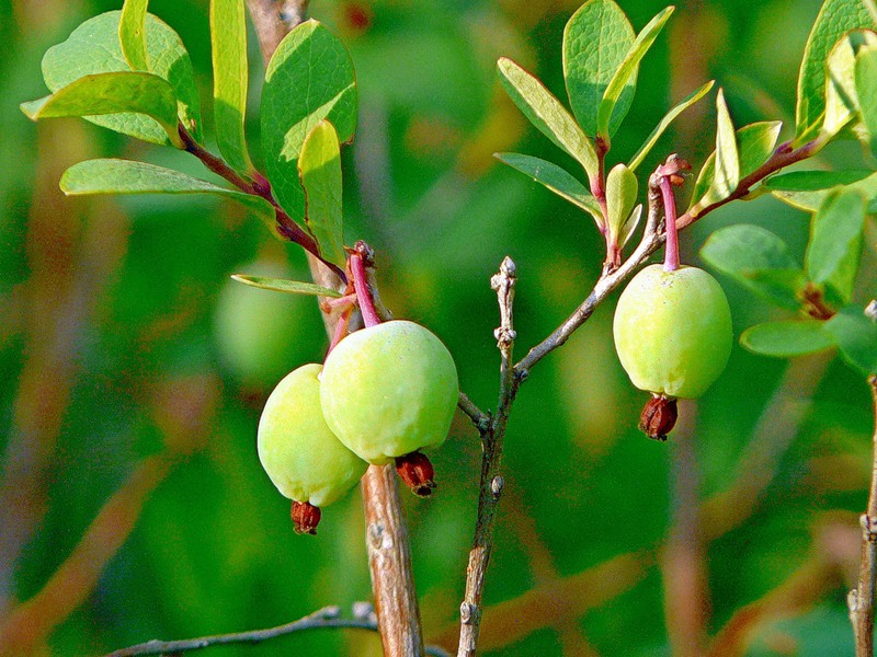 Image of Vaccinium uliginosum specimen.