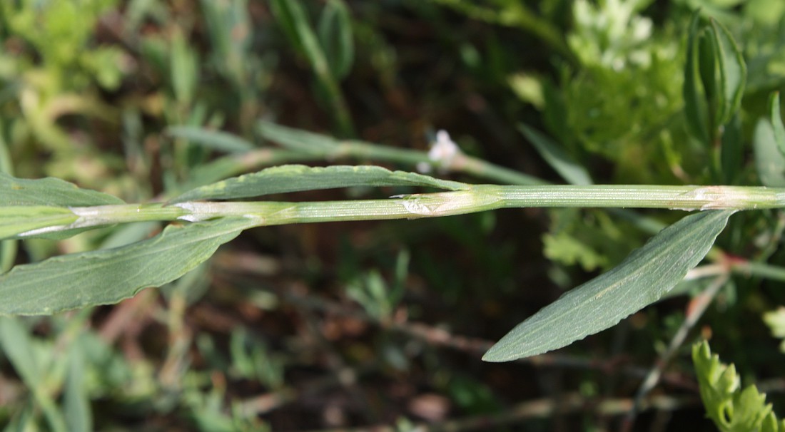 Image of Polygonum equisetiforme specimen.