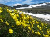 Ranunculus propinquus. Цветущие растения на задернованном каменистом склоне. Приполярный Урал, хр. Малдынырд, водораздельное плато, истоки руч. Алькесвож. 22.07.2011.