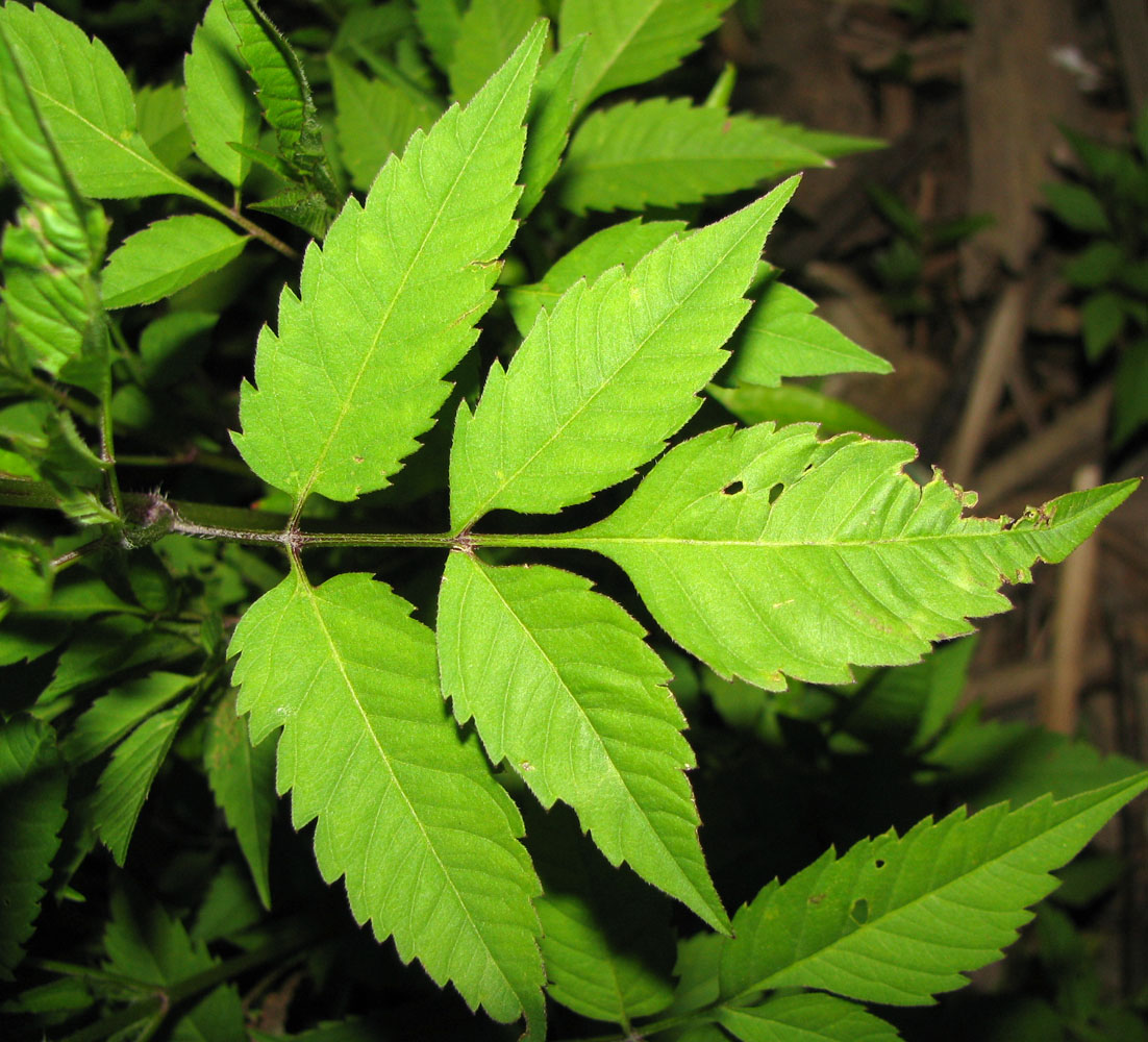 Image of Bidens frondosa specimen.