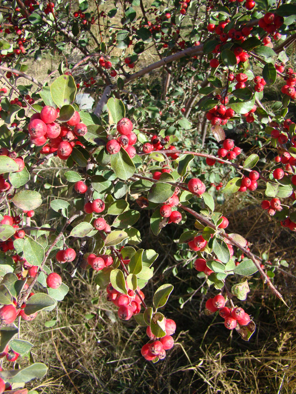 Изображение особи род Cotoneaster.