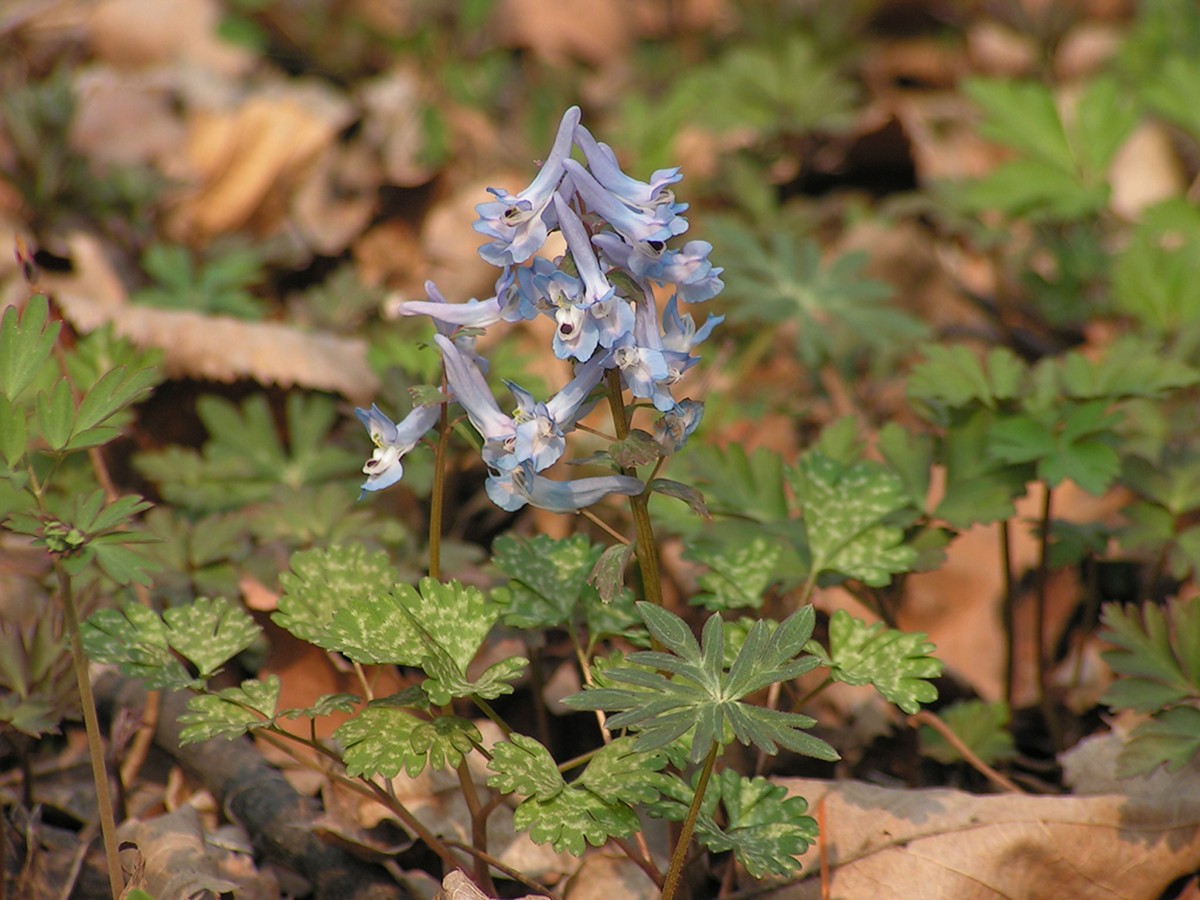 Image of Corydalis ambigua var. pectinata specimen.