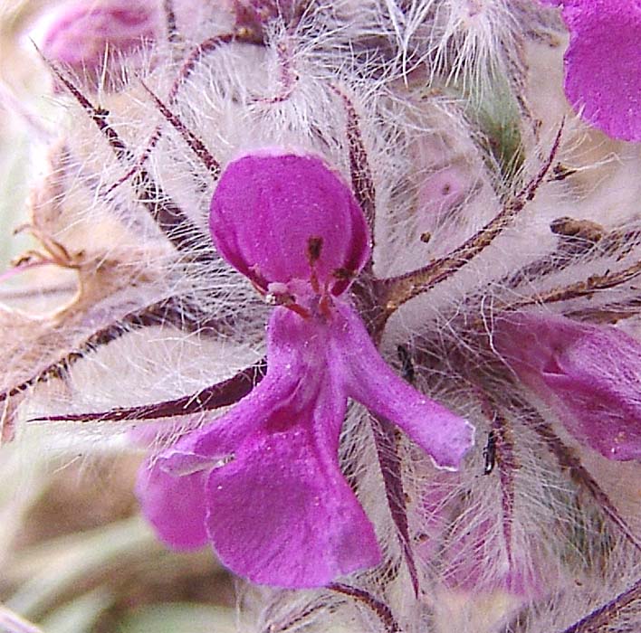 Image of Stachys lavandulifolia specimen.