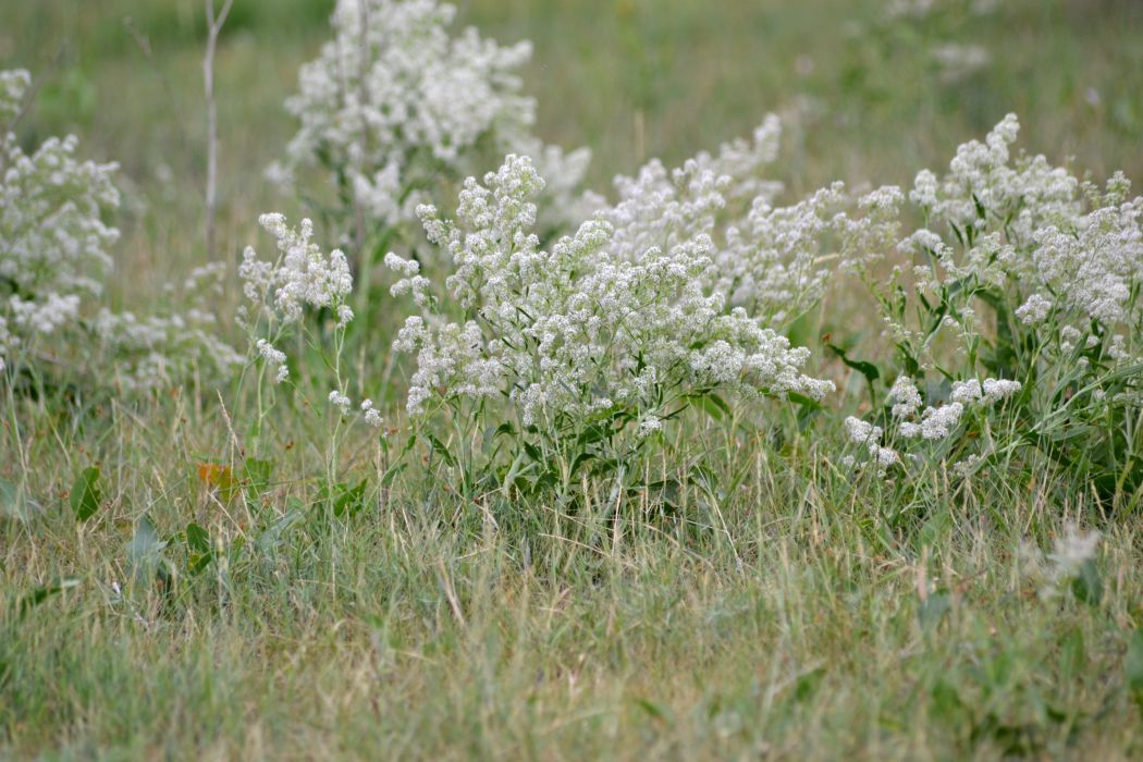 Image of Lepidium latifolium specimen.