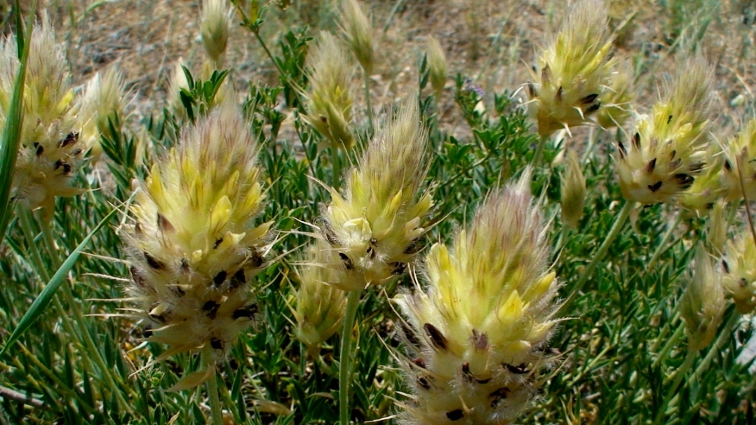 Изображение особи Astragalus lagurus.