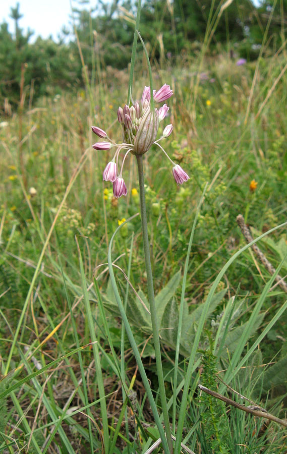 Изображение особи Allium paniculatum.