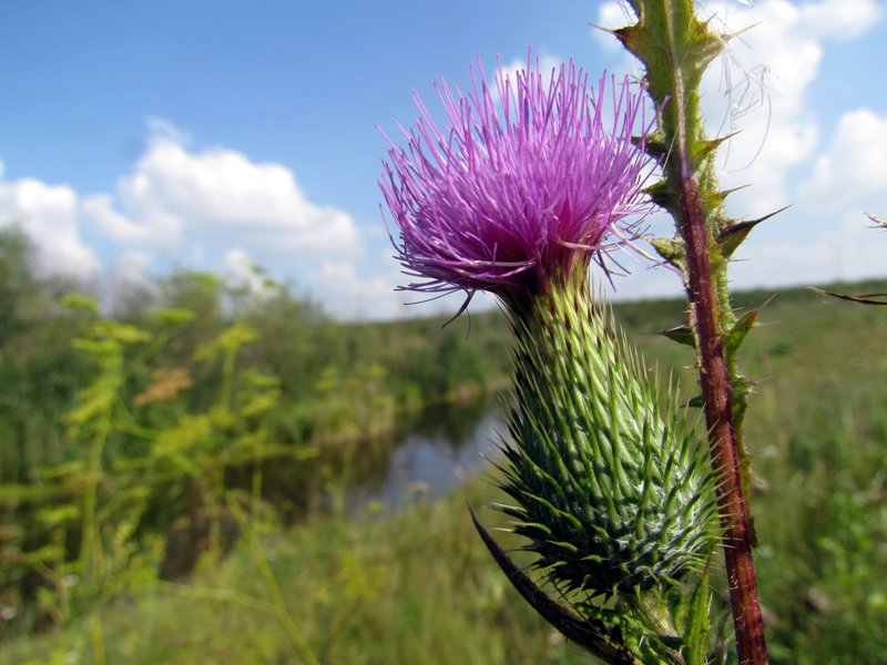 Изображение особи Cirsium vulgare.