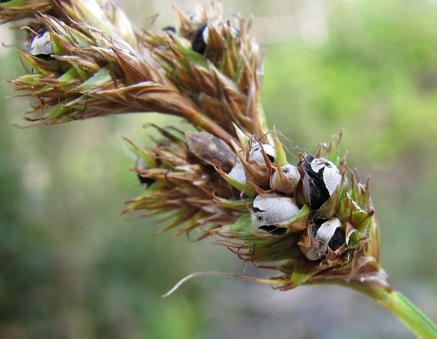 Изображение особи Carex leporina.