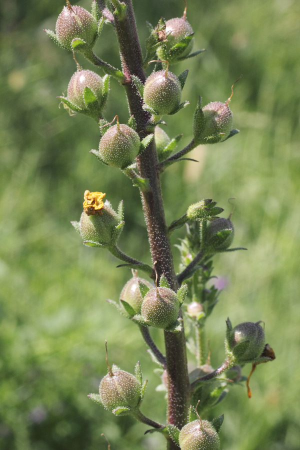 Image of Verbascum blattaria specimen.