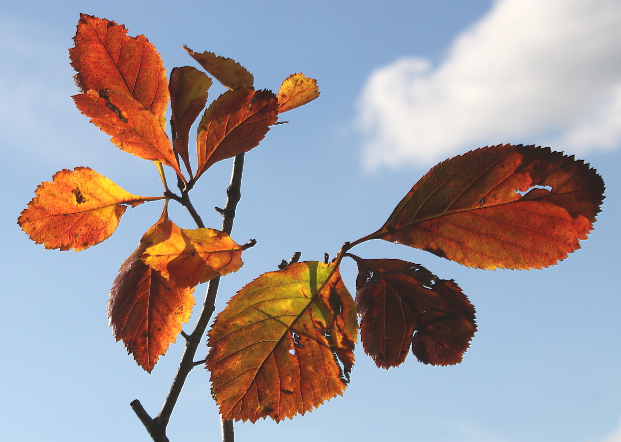 Листья боярышника осенью