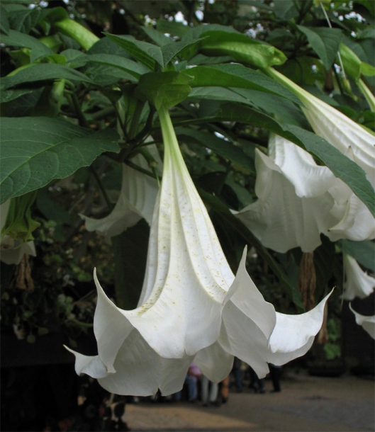 Image of Brugmansia suaveolens specimen.