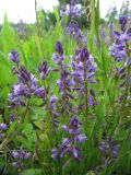 Polygala comosa