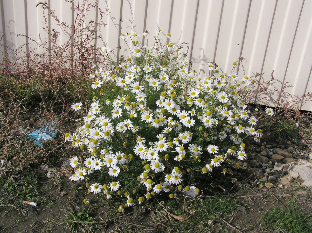 Image of Tripleurospermum inodorum specimen.