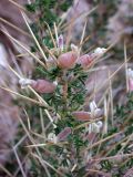 Astragalus spinosus. Верхушка побега с цветками. Israel, Northern Negev. 30.12.2006.