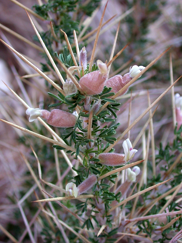 Image of Astragalus spinosus specimen.