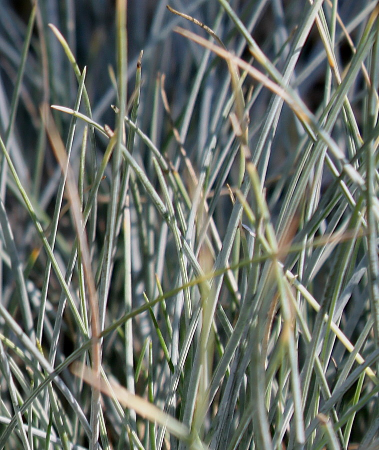 Изображение особи Festuca arvernensis.