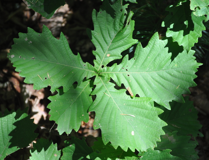 Image of Quercus mongolica specimen.