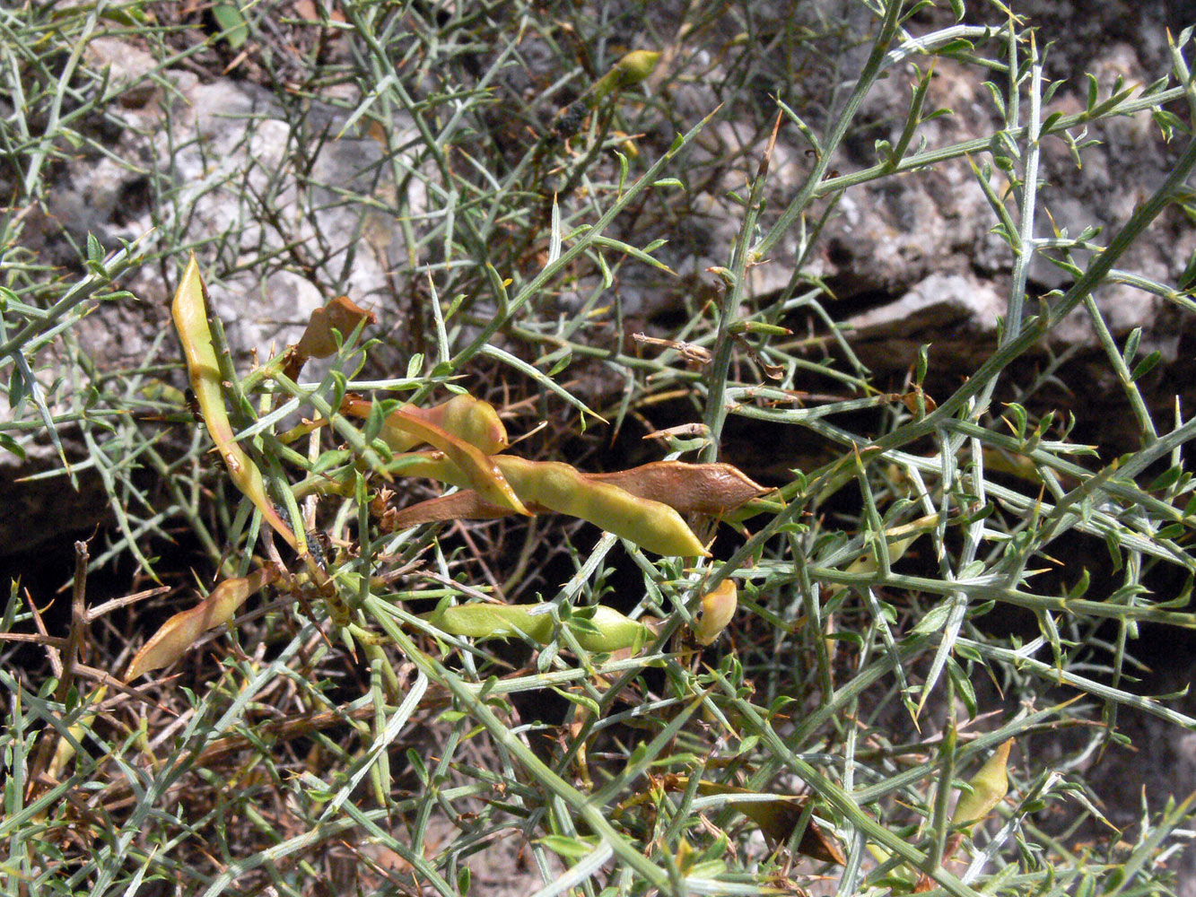 Image of Genista scorpius specimen.