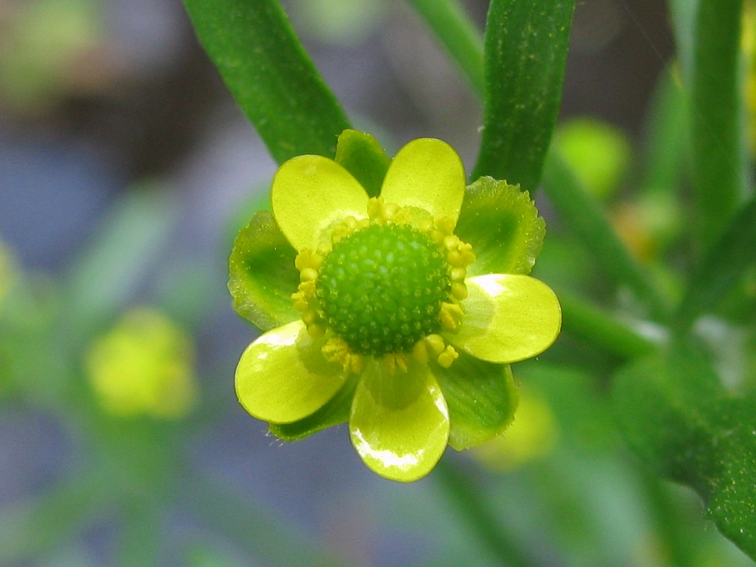 Image of Ranunculus sceleratus specimen.