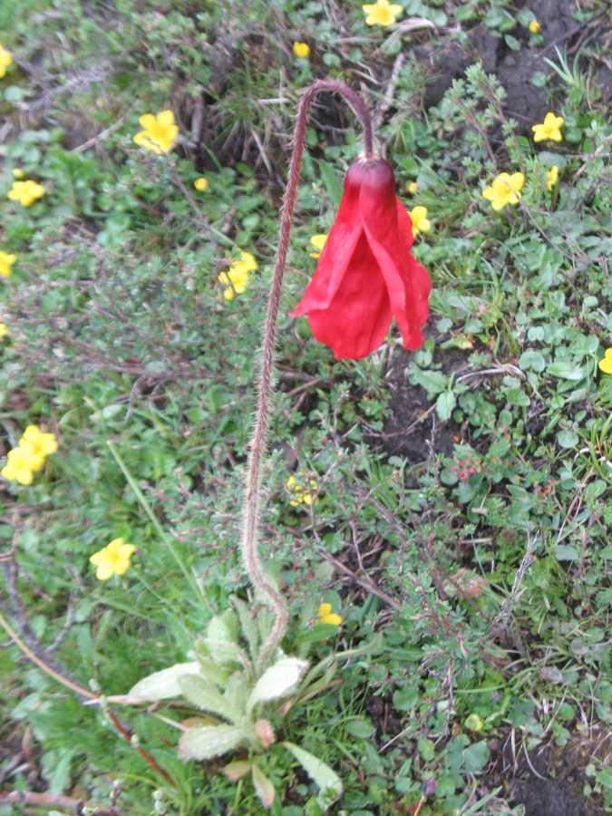 Image of Meconopsis punicea specimen.