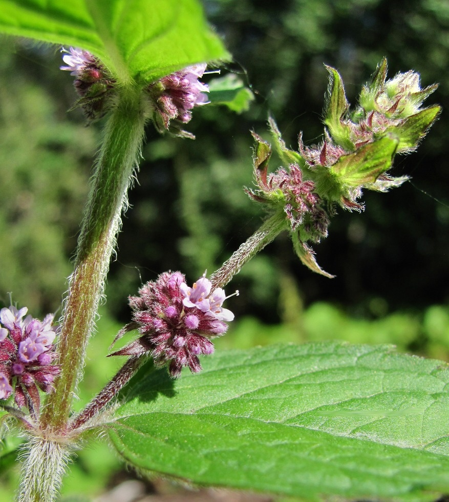 Image of Mentha &times; verticillata specimen.