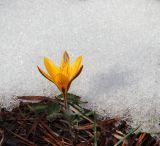 Crocus angustifolius