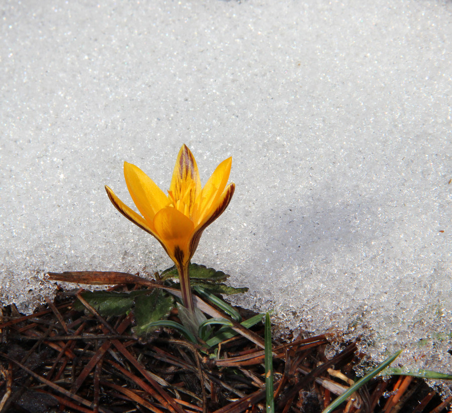 Image of Crocus angustifolius specimen.