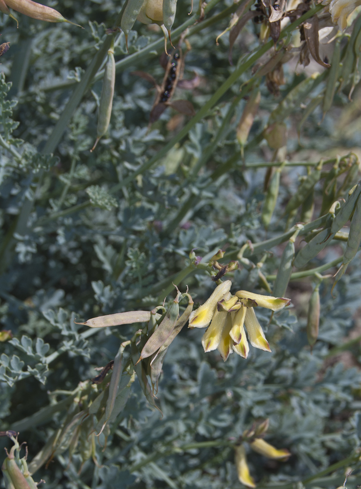 Image of Corydalis stricta specimen.