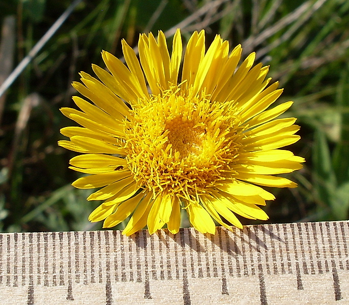 Изображение особи Inula oculus-christi.