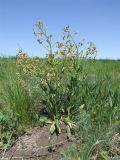 Hesperis tristis