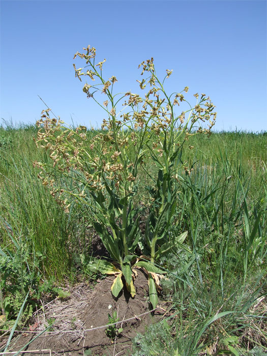 Изображение особи Hesperis tristis.