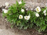 Anemone sylvestris