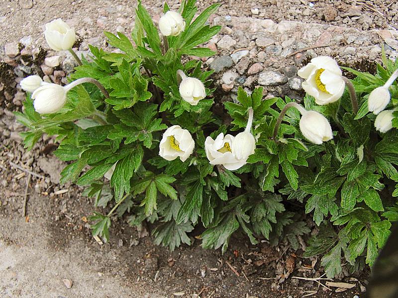 Image of Anemone sylvestris specimen.