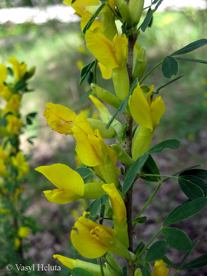 Image of Chamaecytisus ruthenicus specimen.