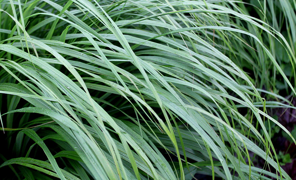 Image of Calamagrostis brachytricha specimen.